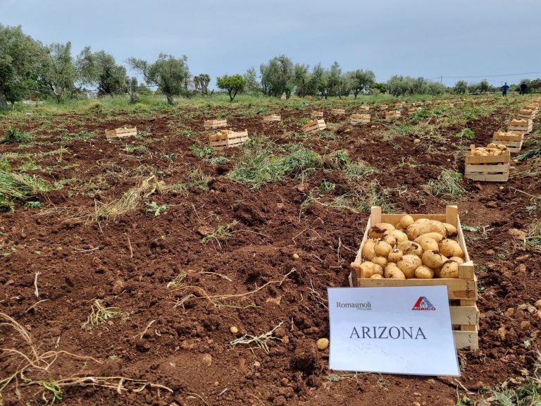 patata novella siciliana in arrivo sugli scaffali
