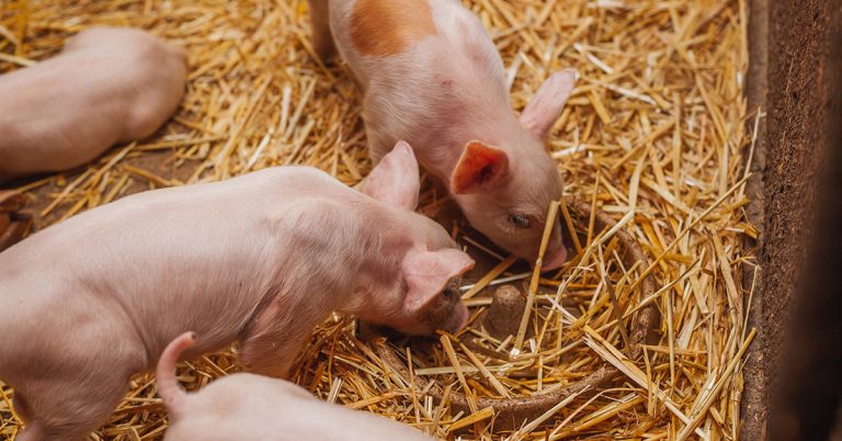 Filiera Madeo introduce standard di Benessere Animale