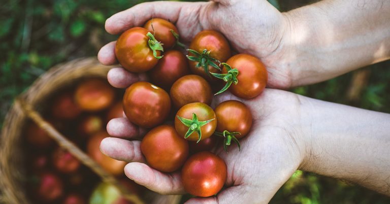I prezzi dei pomodori crollano del 30%