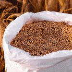 Aumento dei dazi sulle importazioni di grano duro dalla Russia