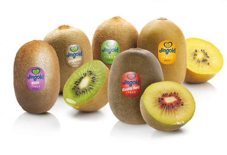 Jingold nuova stagione di kiwi premium