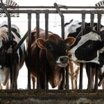Vacche da latte in allevamenti italiani