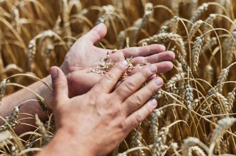 Molini Pivetti filiera del grano tenero più sostenibile