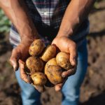 Patate produzione e prezzi